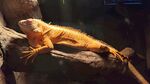 濟南野生動物園 白化綠鬣蜥 