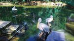 濟南野生動物園  鵜鶘