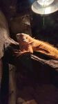 濟南野生動物園 白化綠鬣蜥