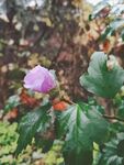 木槿