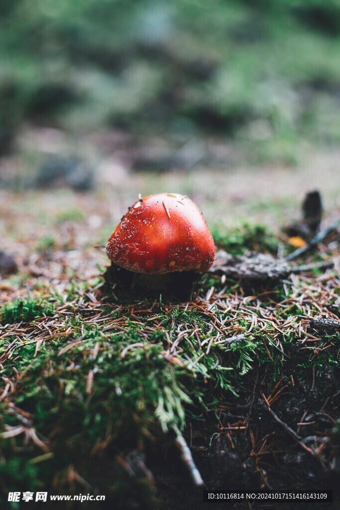 紅蘑菇