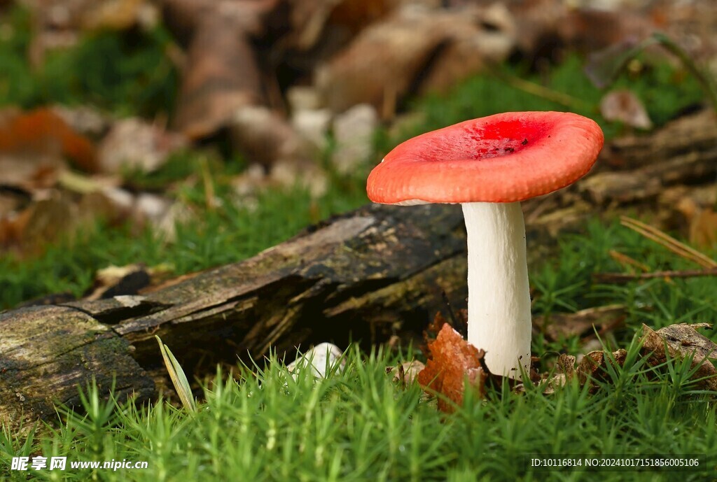 紅色蘑菇