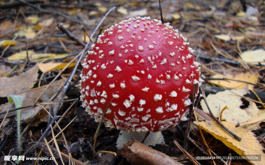 紅色蘑菇