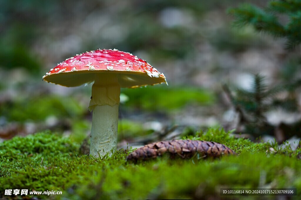 紅蛤蟆菇