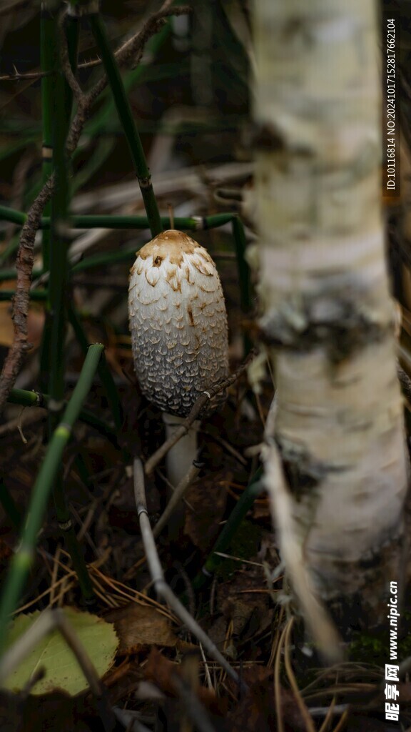 白蘑菇