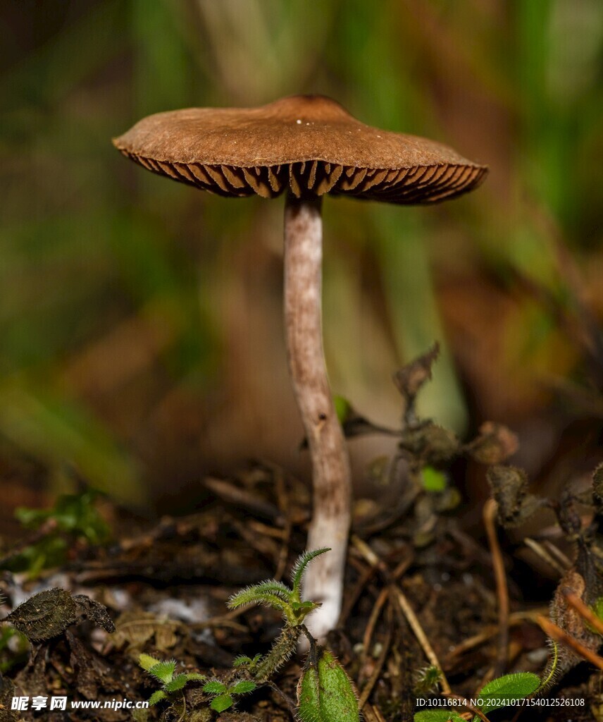 野生灰光柄菇