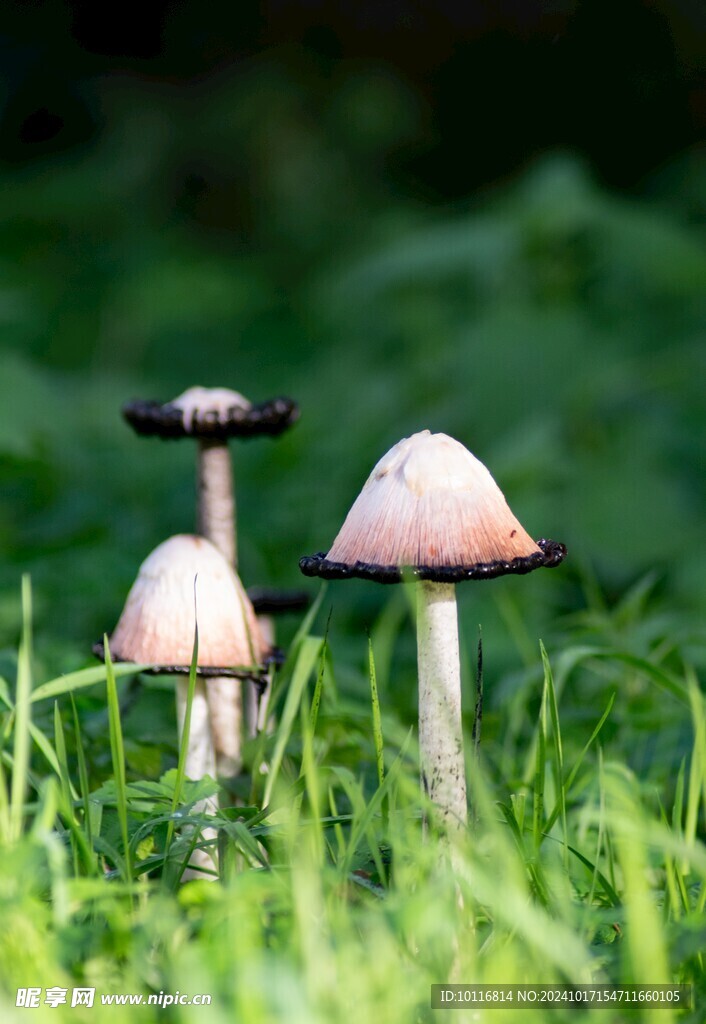 硬柄小蘑菇