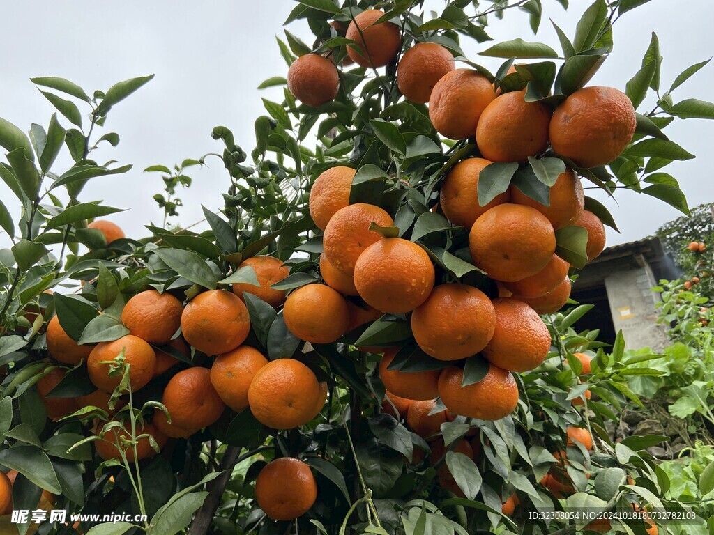 橘子樹 
