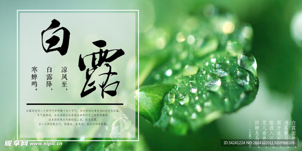 白露節(jié)氣宣傳海報(bào)展板