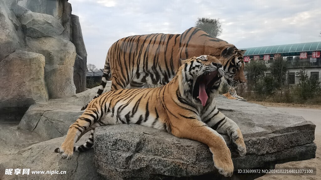 哈爾濱東北虎園林