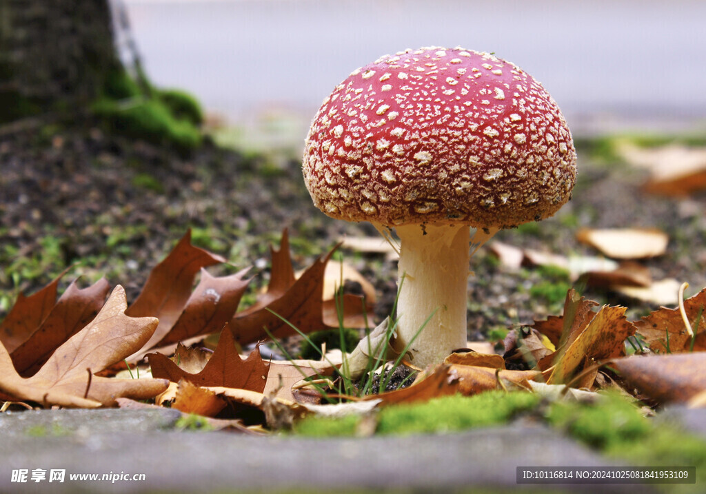 紅蘑菇