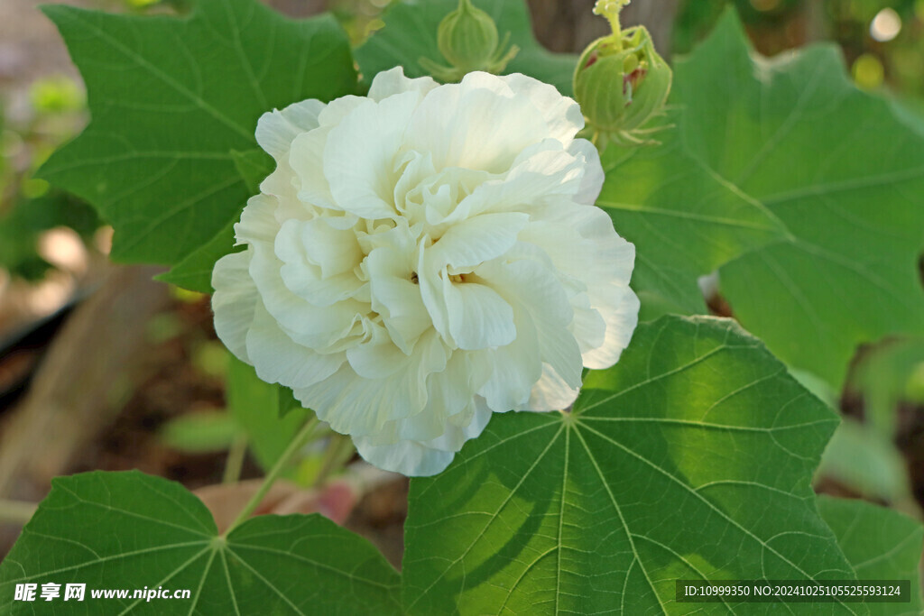 白色木芙蓉花