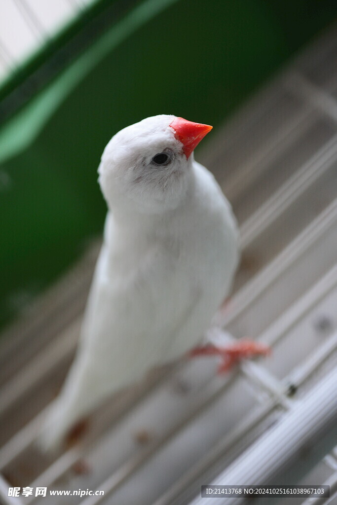 鸚鵡鳥類