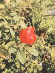 紅色玫瑰