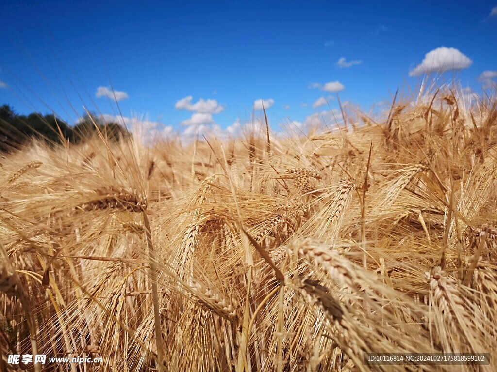 成熟小麥
