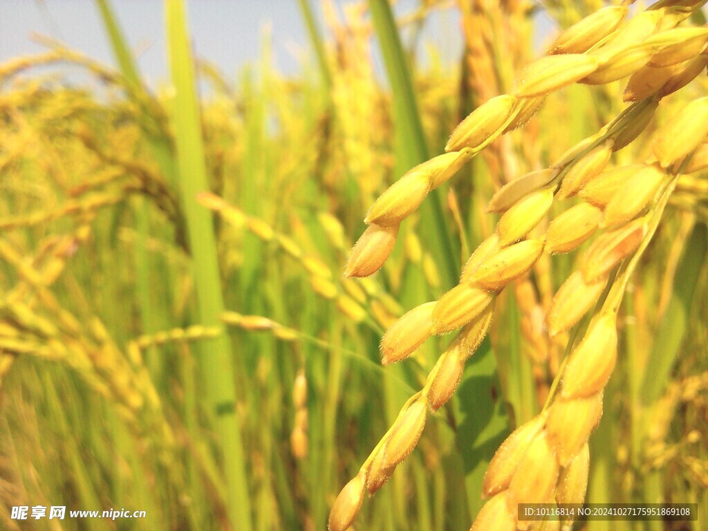 金黃稻谷