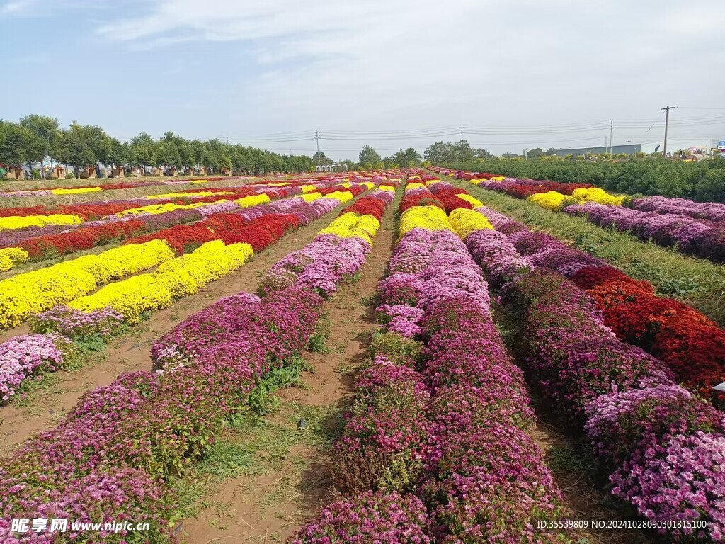 菊花