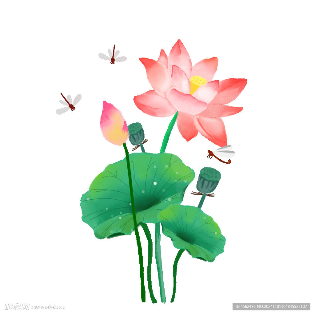荷花素材