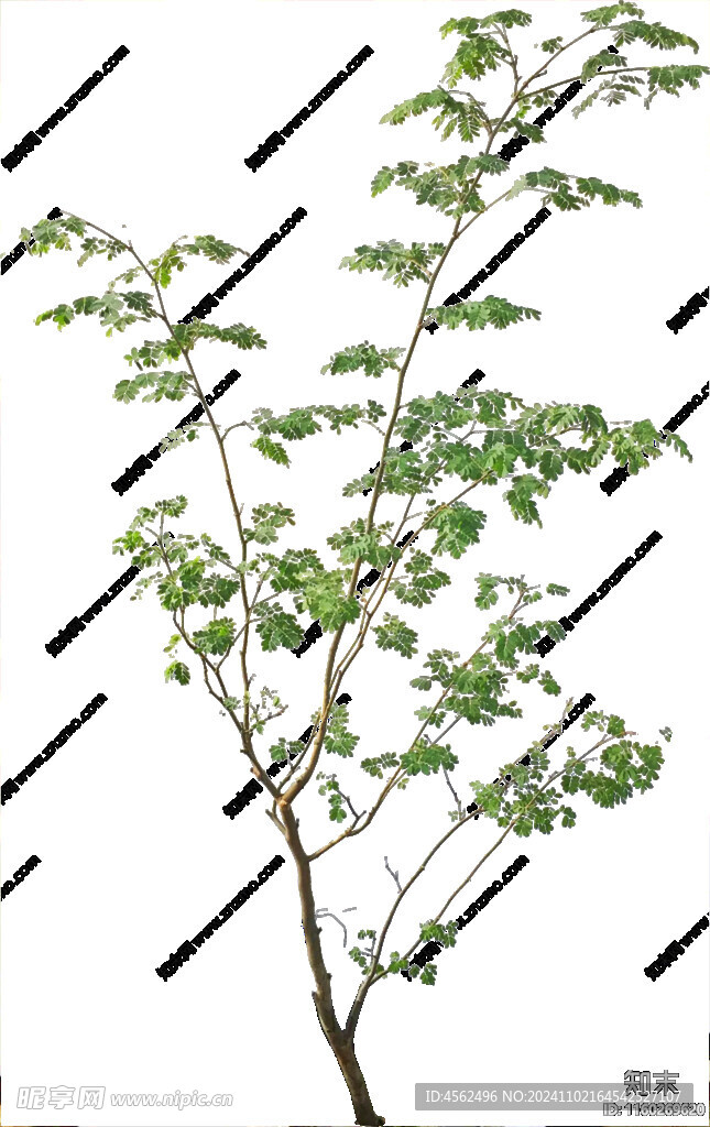 免扣樹木素材