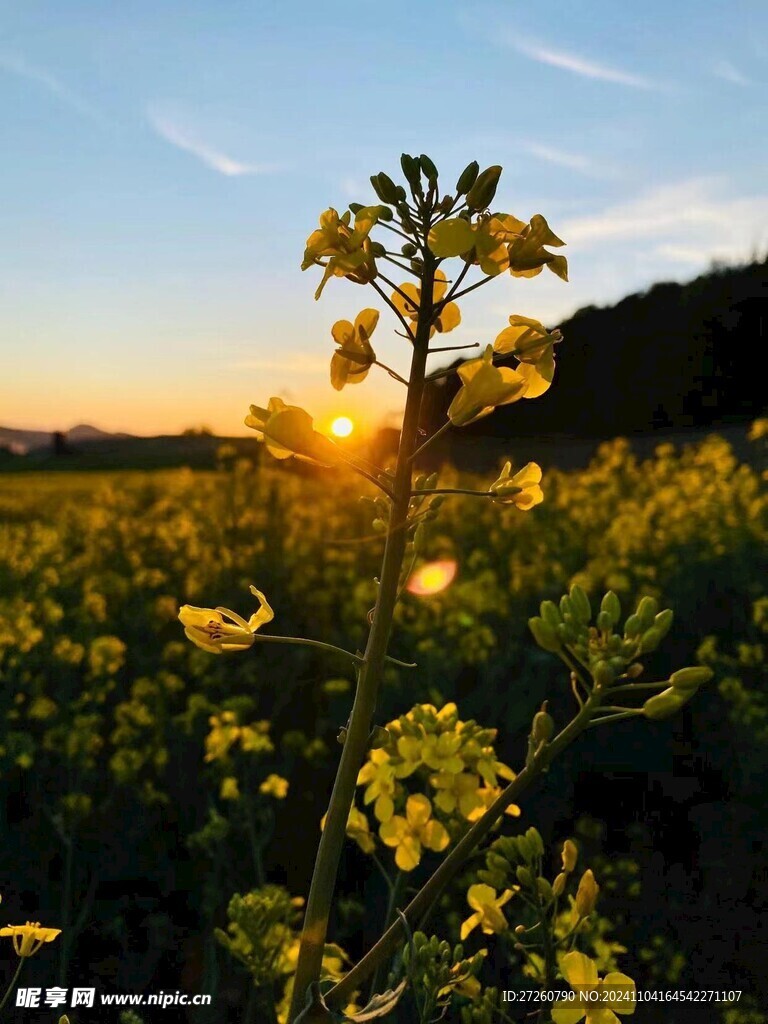 油菜花風景