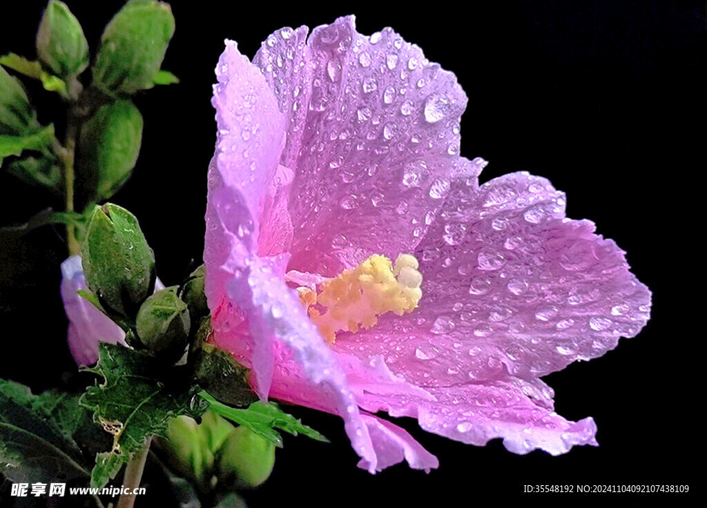 木槿花