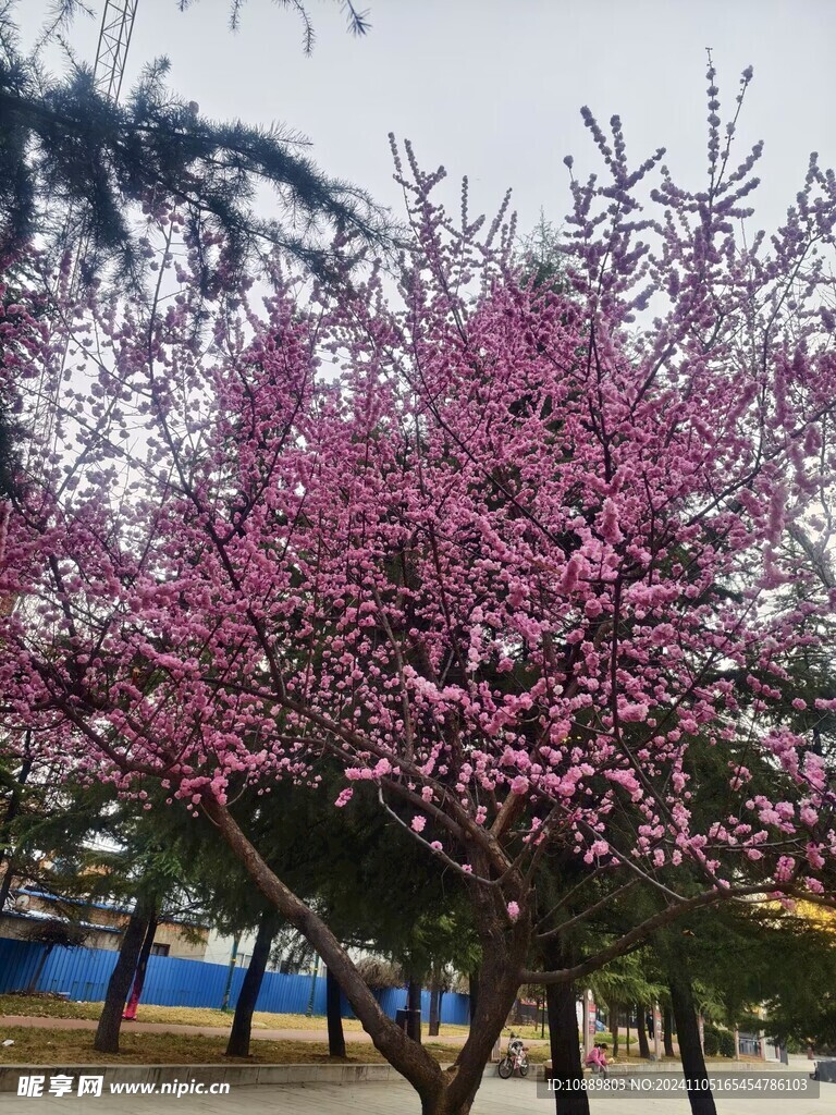 樹背景