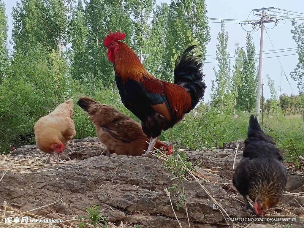 公雞母雞