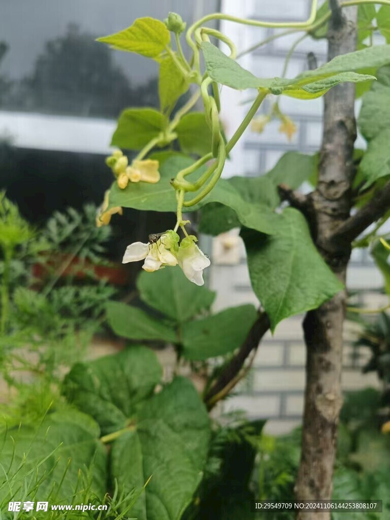 黃色豆夾花