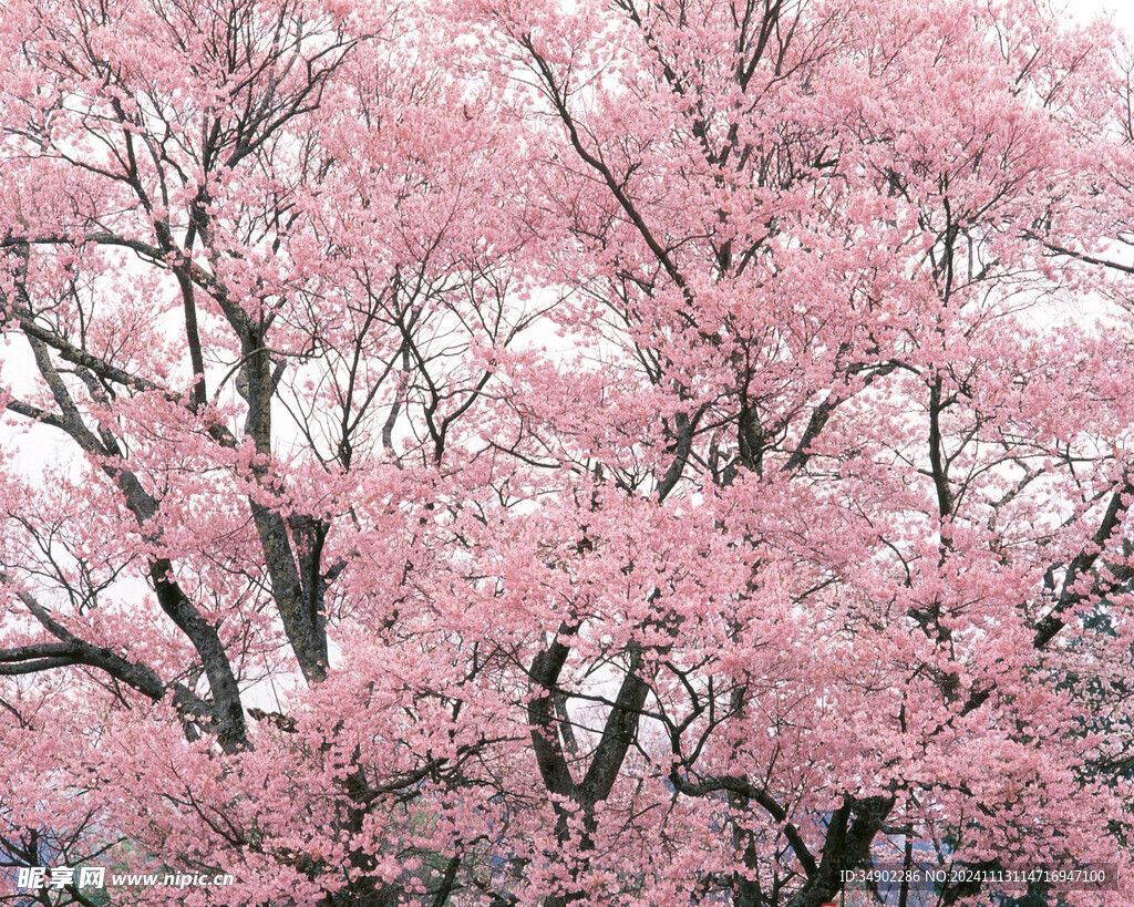 滿樹桃花