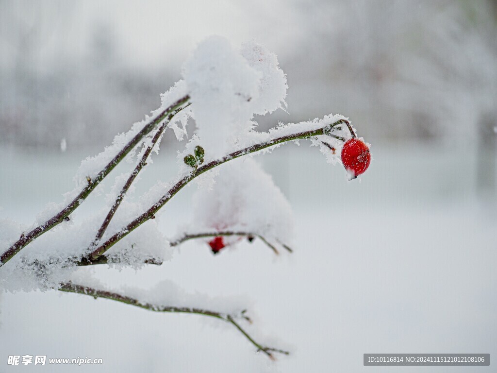冬季雪