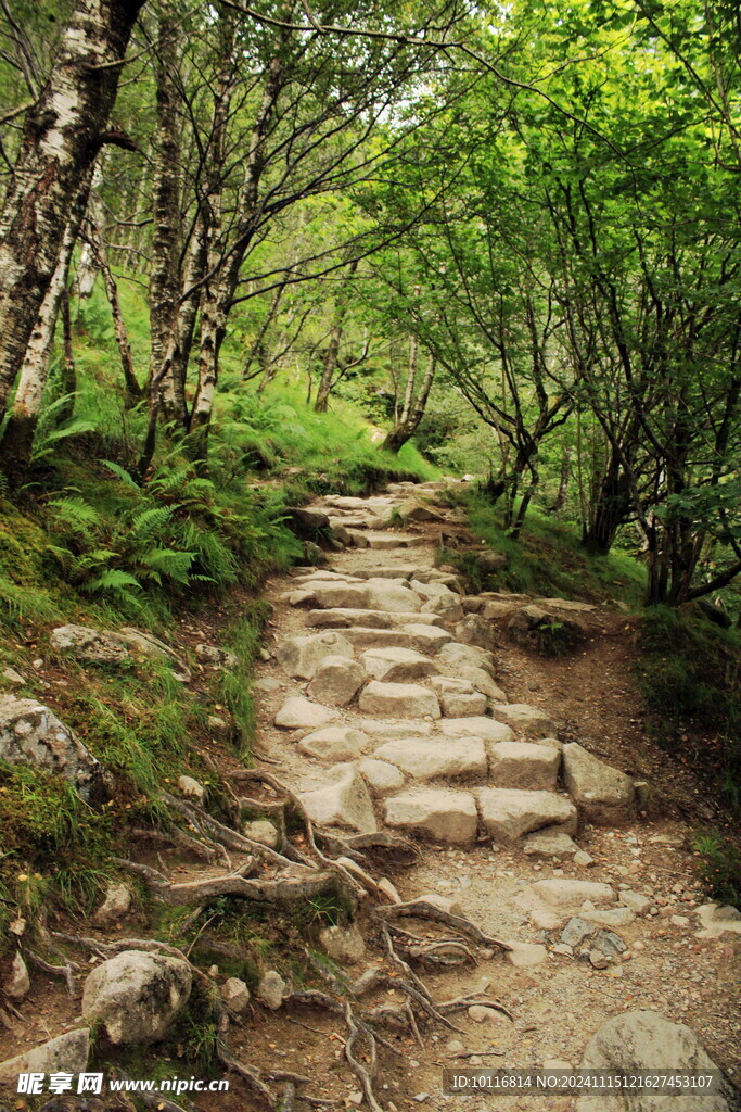 高山樹林