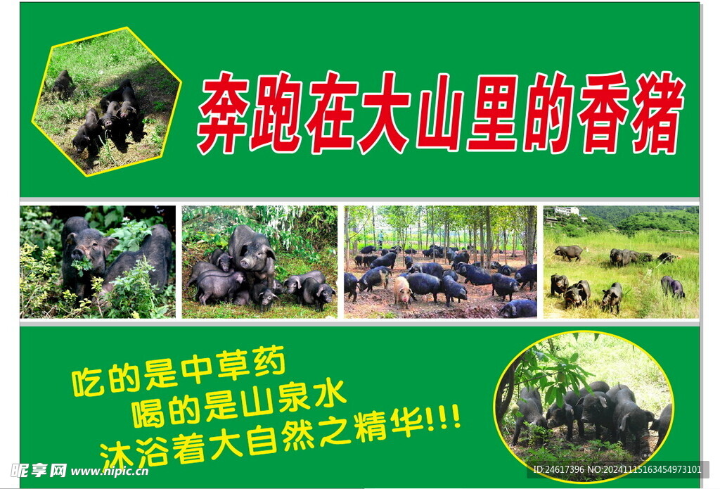 香豬