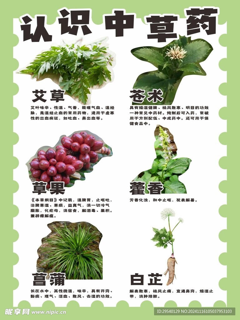 認(rèn)識(shí)中草藥 