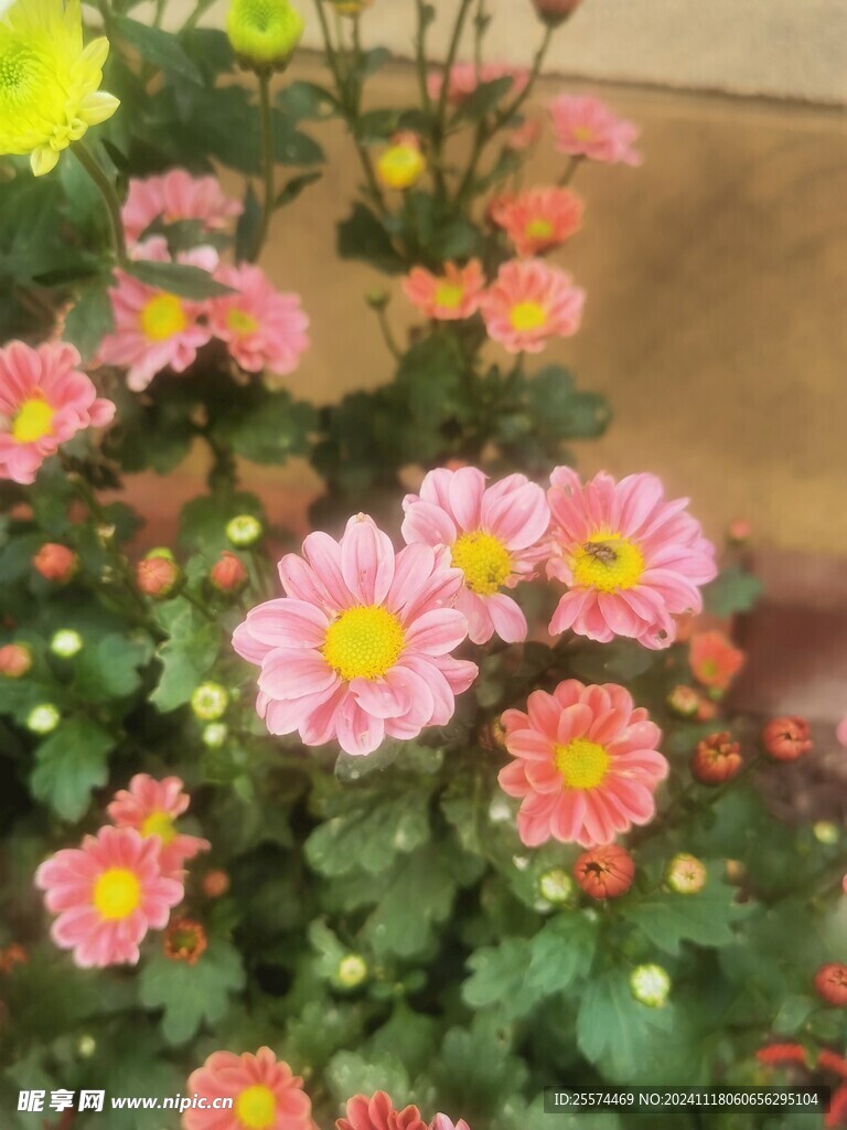 野菊