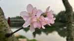 櫻花