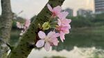 櫻花