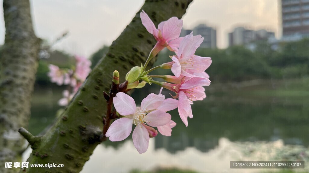 櫻花