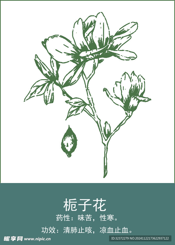 中藥手繪插畫