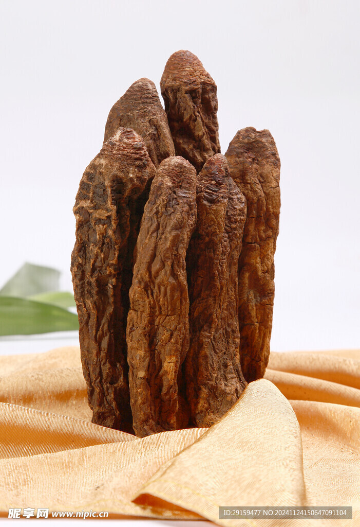 鎖陽(yáng)