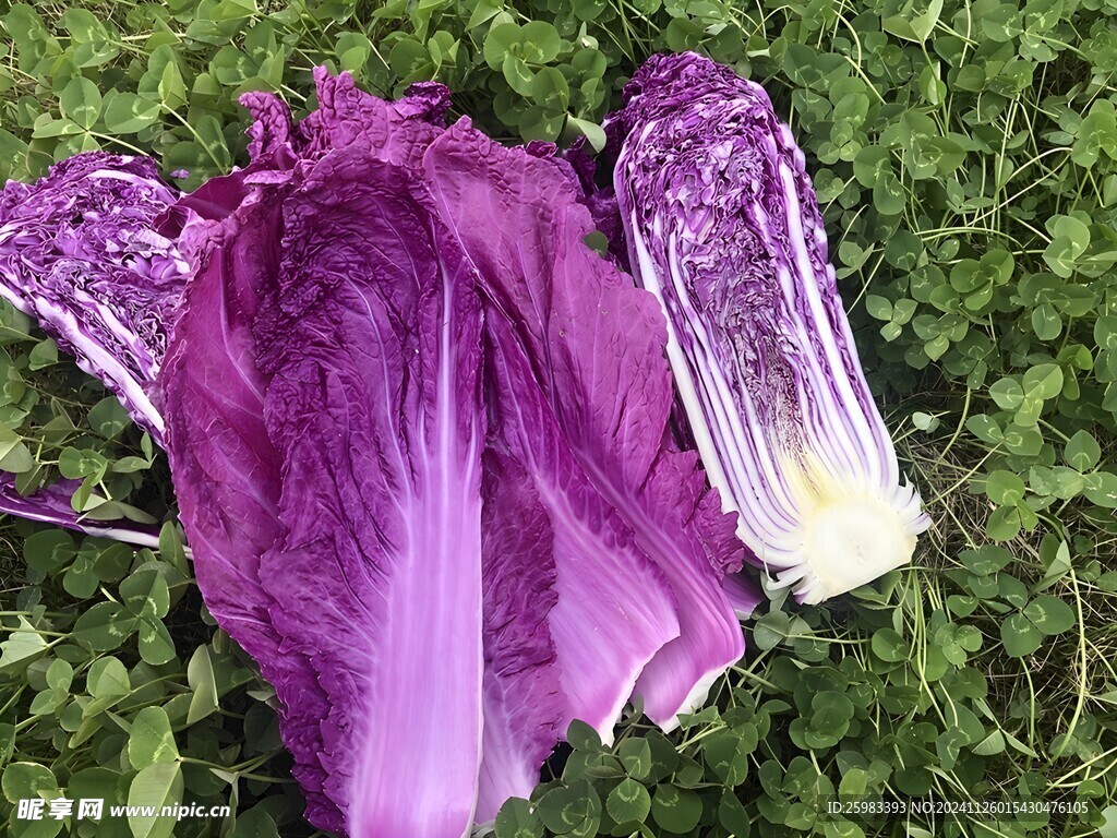 紫晶白菜