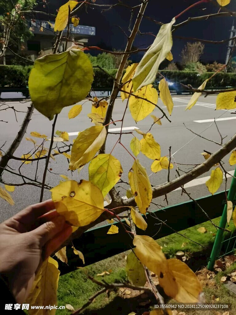 觸摸