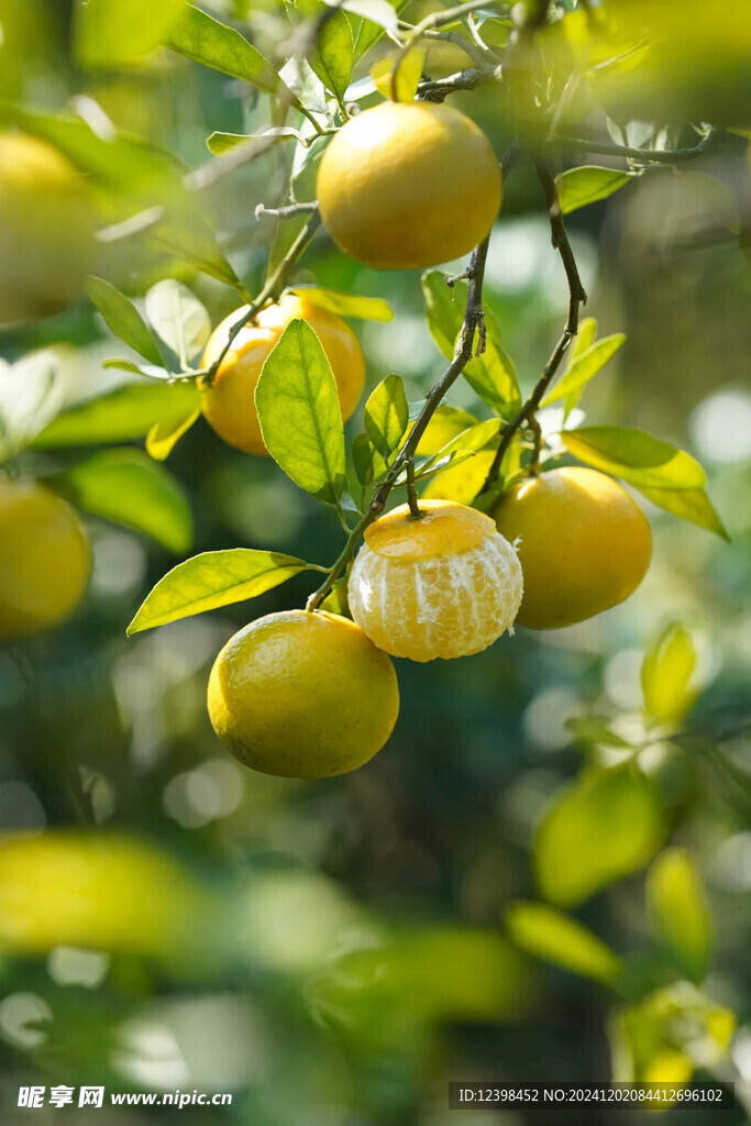 樹上橘子