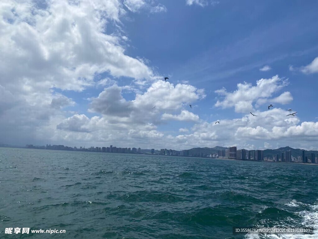 海鷗藍天
