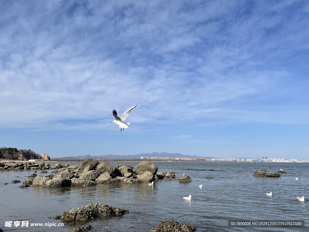 海鷗