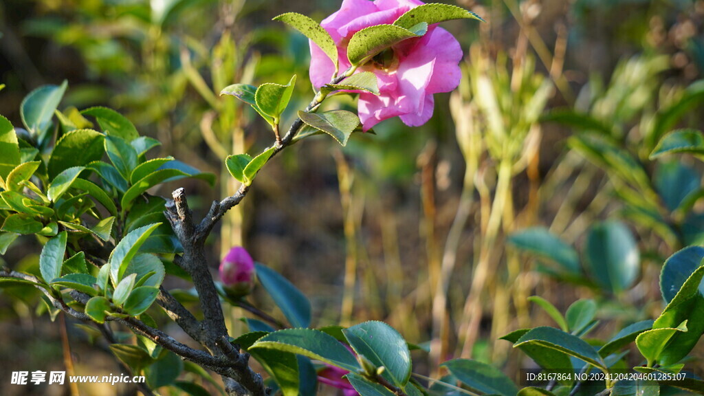 樹枝小花