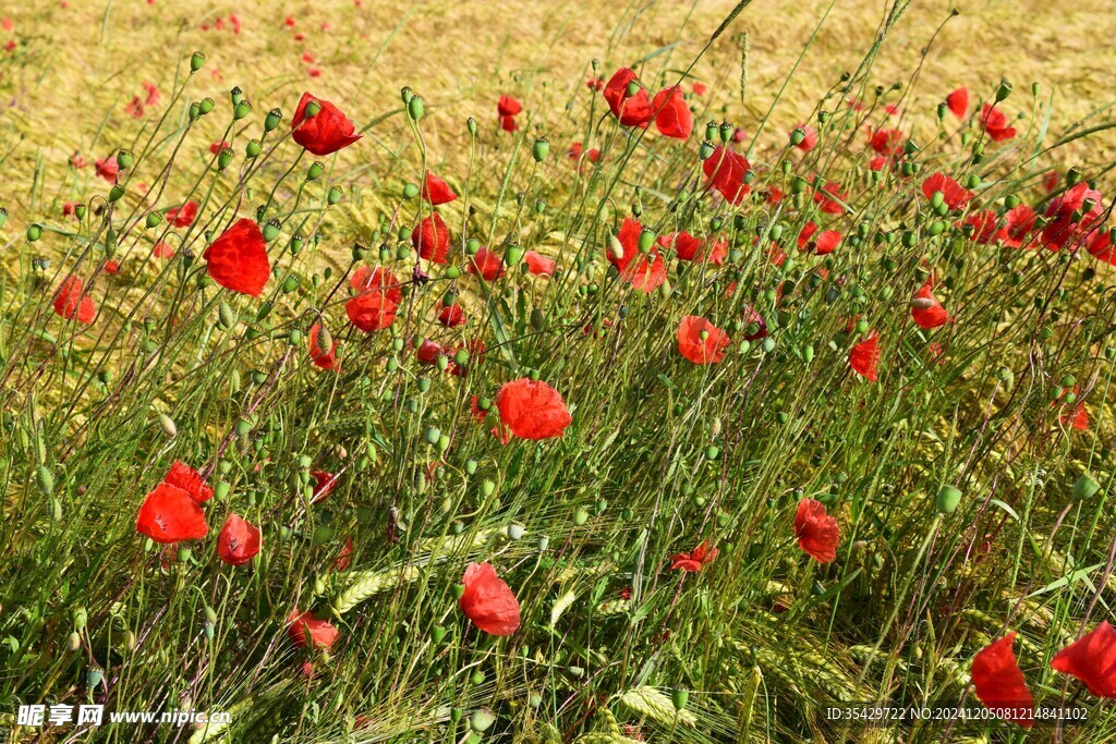 紅色花海