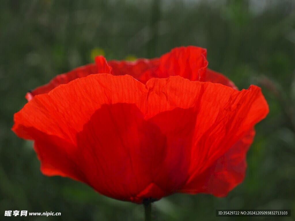 紅色虞美人