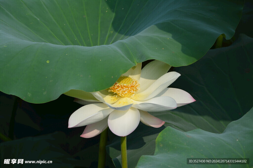 荷花荷葉  