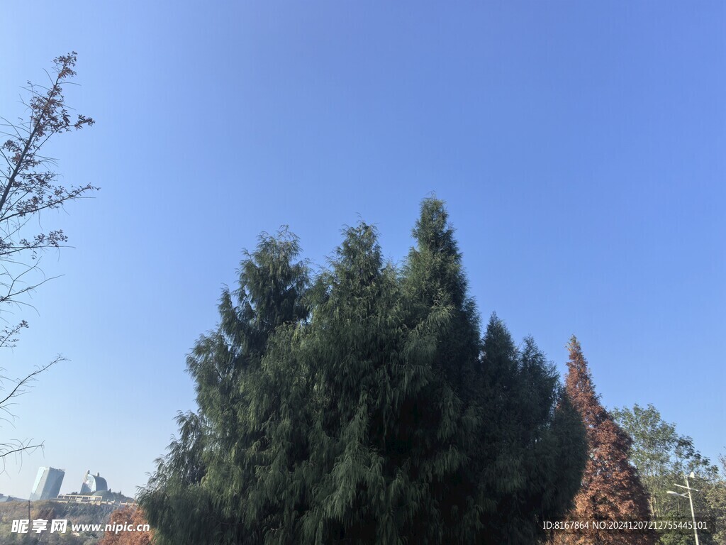 公園松樹