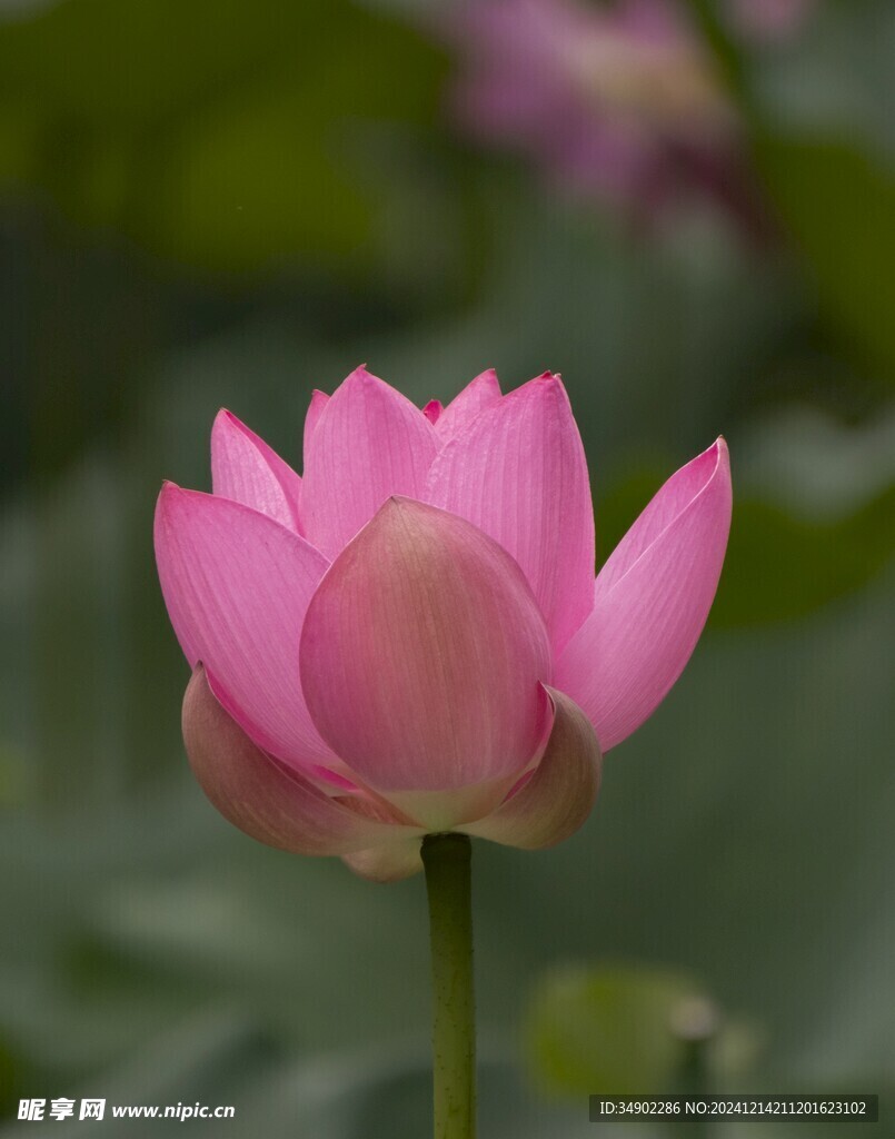 粉色蓮花